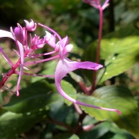 Impatiens arnottii Thwaites